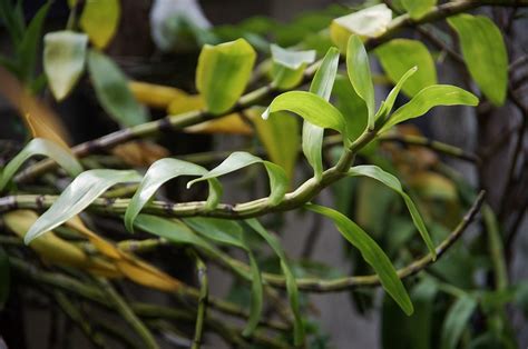 石斛蘭多久澆一次水|冬日石斛蘭怎麼照顧？學會節水技巧 助其繁花似錦 